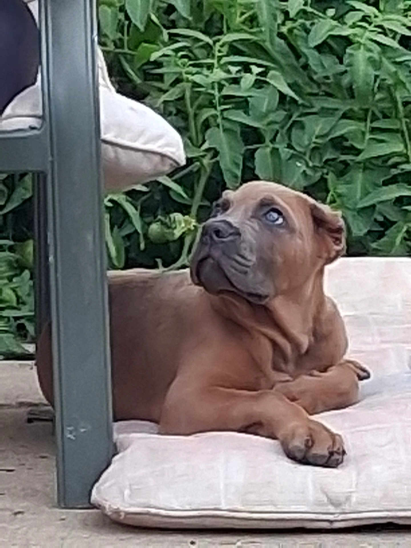 Kuda