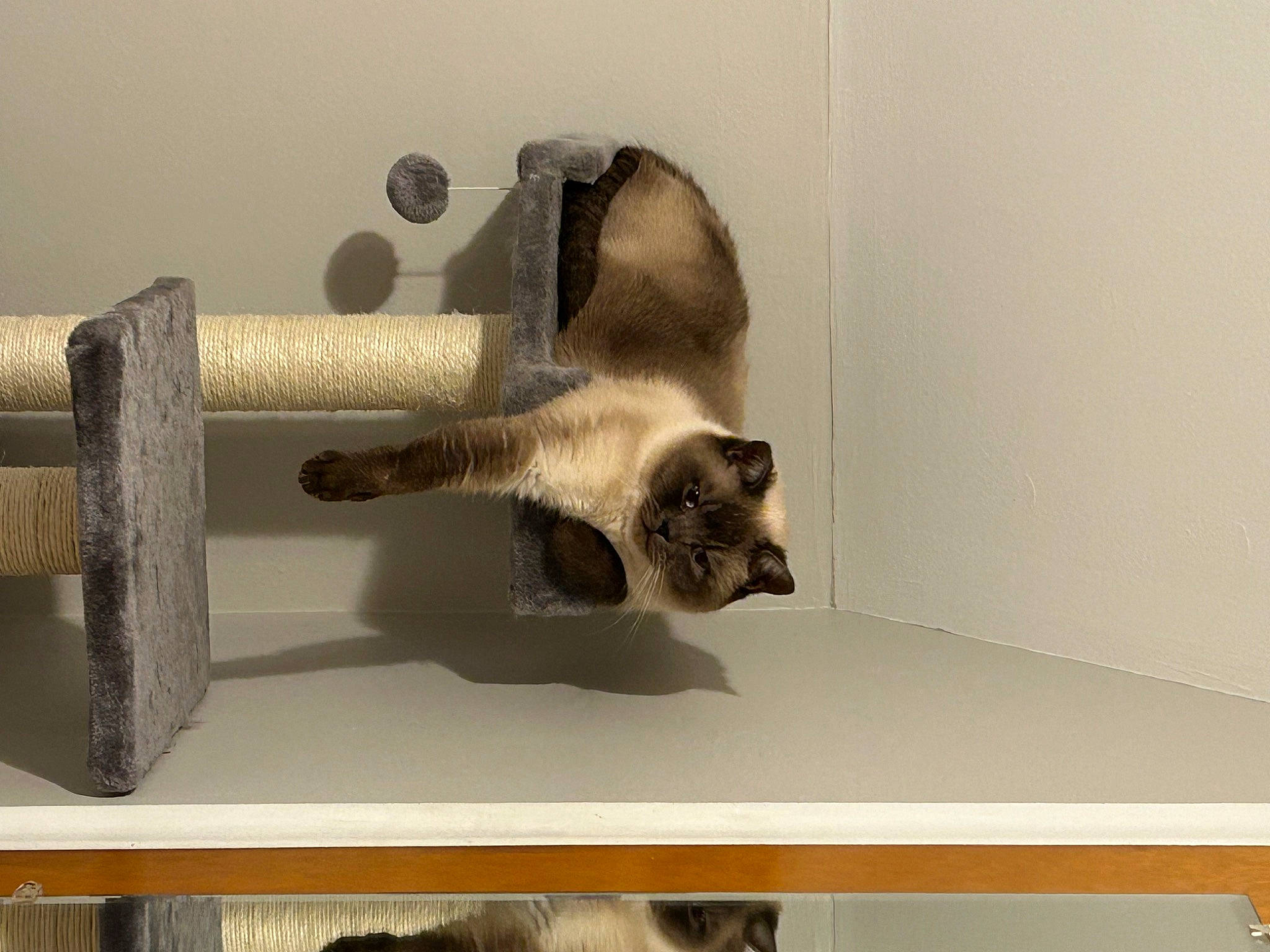 Artemis joined the competition — help win amazing prizes! balinese, carnivore, cat, cat_furniture, cat_supply, claw, domestic_short_haired_cat, fawn, felidae, fur, hardwood, paw, pet_supply, room, siamese, small_to_medium_sized_cats, tail, whiskers, wood