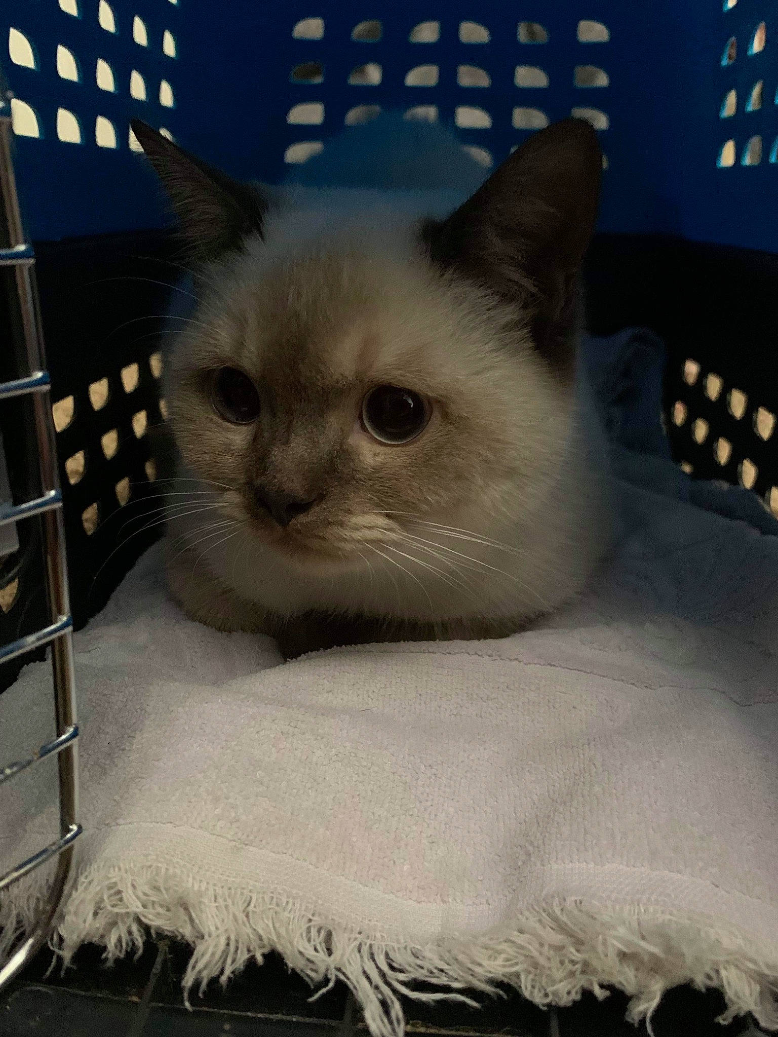 Artemis joined the competition — help win amazing prizes! carnivore, cat, cat_supply, domestic_short_haired_cat, fawn, felidae, fur, paw, pet_supply, small_to_medium_sized_cats, snout, tail, terrestrial_animal, whiskers