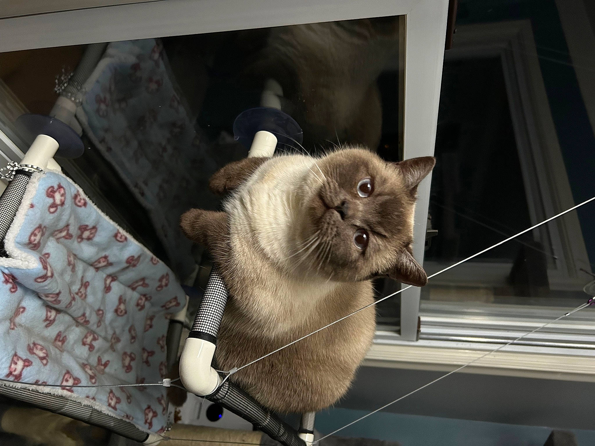 Artemis joined the competition — help win amazing prizes! bag, carnivore, cat, cat_supply, comfort, domestic_short_haired_cat, fawn, felidae, fur, small_to_medium_sized_cats, snout, tail, whiskers, window