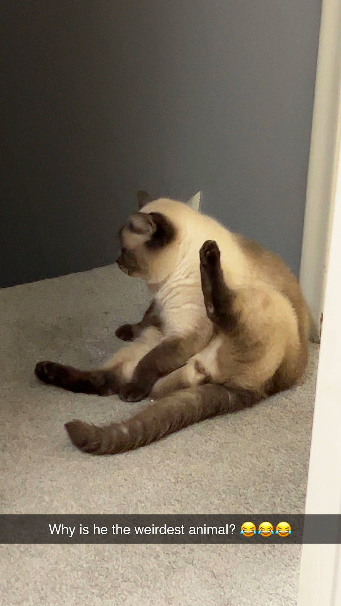 Artemis is registered to the contest to win money with this photo: balinese, birman, carnivore, cat, claw, comfort, dog_breed, fawn, felidae, fur, paw, photo_caption, siamese, small_to_medium_sized_cats, snout, tail, terrestrial_animal, thai, whiskers, wildlife