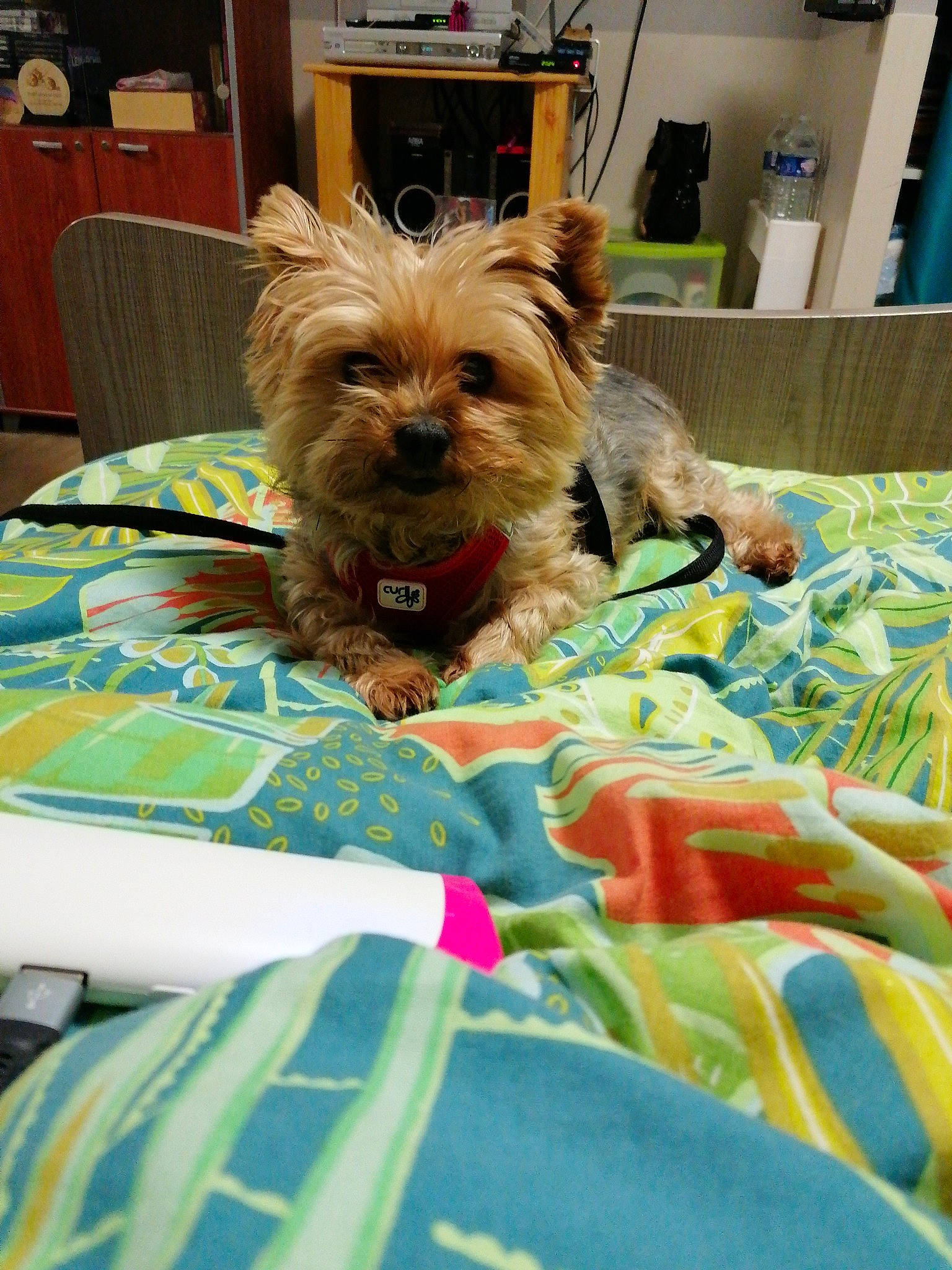 Loustik participe au concours pour gagner de l'argent avec cette photo : biewer_terrier, canidae, carnivore, comfort, companion_dog, dog, dog_breed, dog_supply, fawn, fur, linens, liver, small_terrier, snout, sporting_group, terrier, toy_dog, working_animal, yorkipoo, yorkshire_terrier