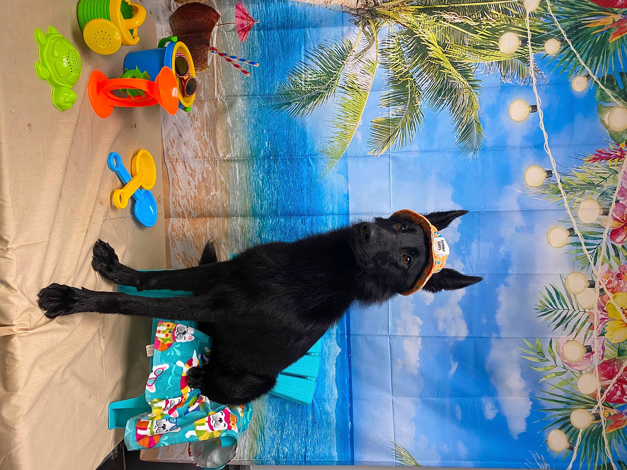 Kimber joined the competition — help win amazing prizes! art, azure, black_cat, canidae, carnivore, cat, electric_blue, felidae, fur, illustration, line, painting, palm_tree, plant, shadow, small_to_medium_sized_cats, tail, tree, visual_arts, world