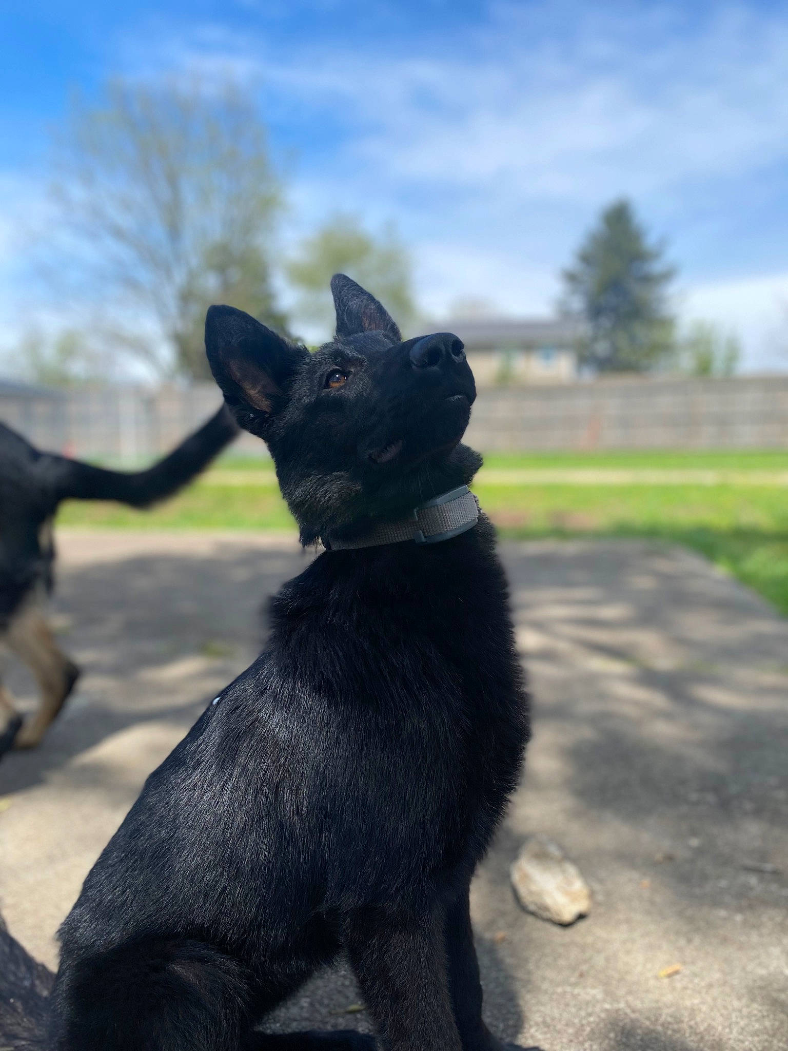 Kimber is registered to the contest to win money with this photo: art, carnivore, cloud, companion_dog, dog, dog_breed, fawn, felidae, fur, gesture, grass, plant, sky, snout, sporting_group, tail, terrestrial_animal, tree, whiskers, working_animal