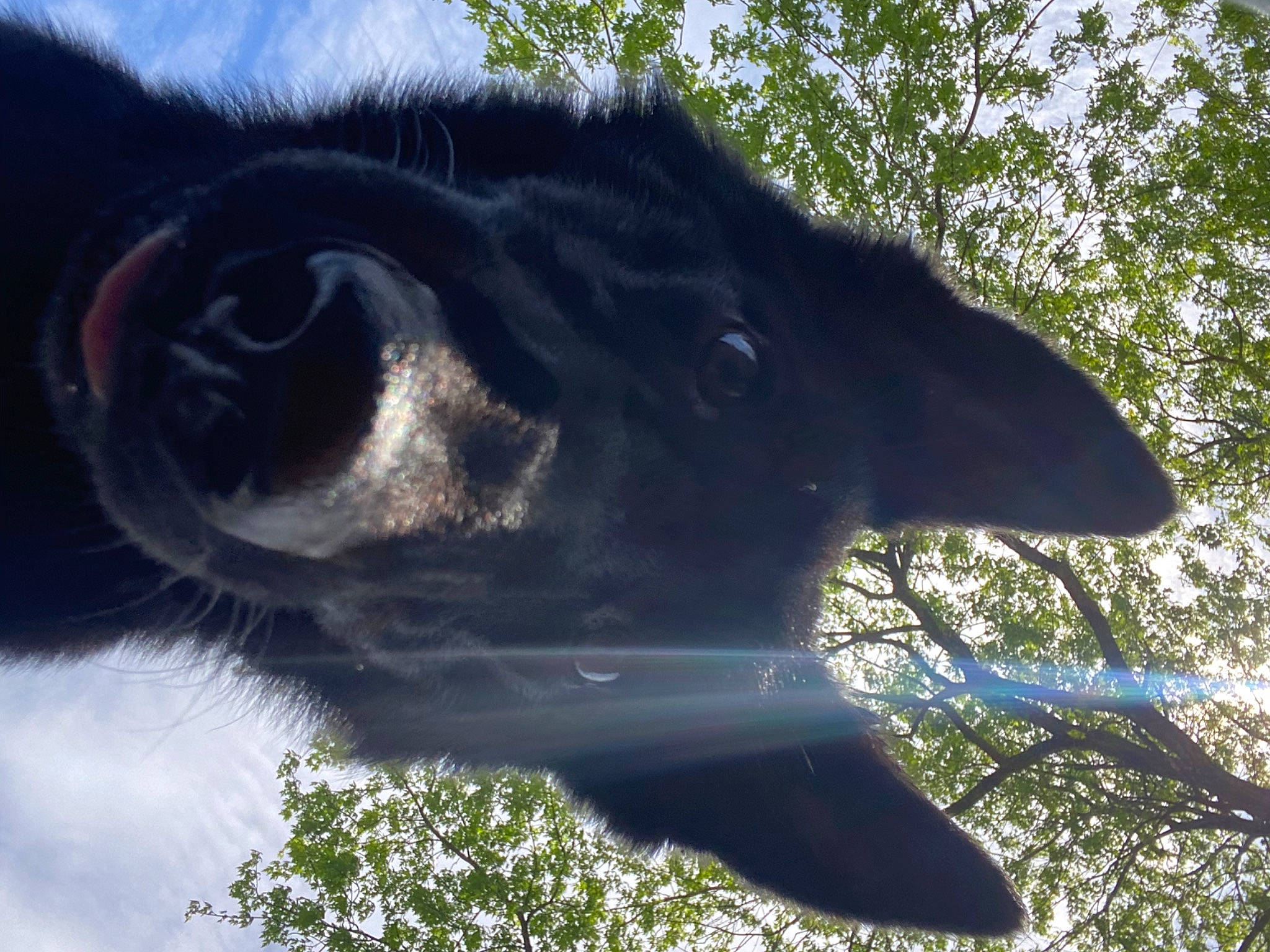 Kimber joined the competition — help win amazing prizes! borador, bovine, canidae, carnivore, dairy_cow, dog, dog_breed, fur, grass, livestock, pack_animal, plant, sky, sporting_group, tail, terrestrial_animal, tree, whiskers, wildlife, working_animal