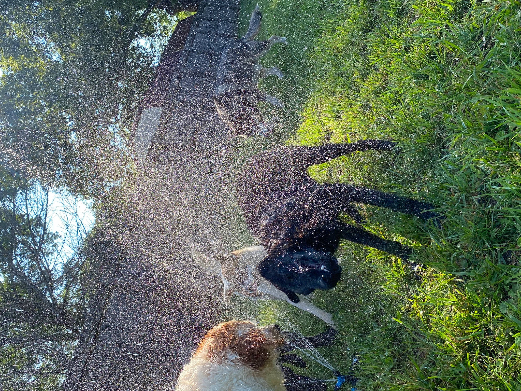 Kimber is registered to the contest to win money with this photo: forest, grass, jungle, landscape, natural_landscape, old_growth_forest, people_in_nature, plant, rainforest, recreation, reflection, shadow, soil, terrestrial_plant, tree, trunk, water, watercourse, wildlife, woodland