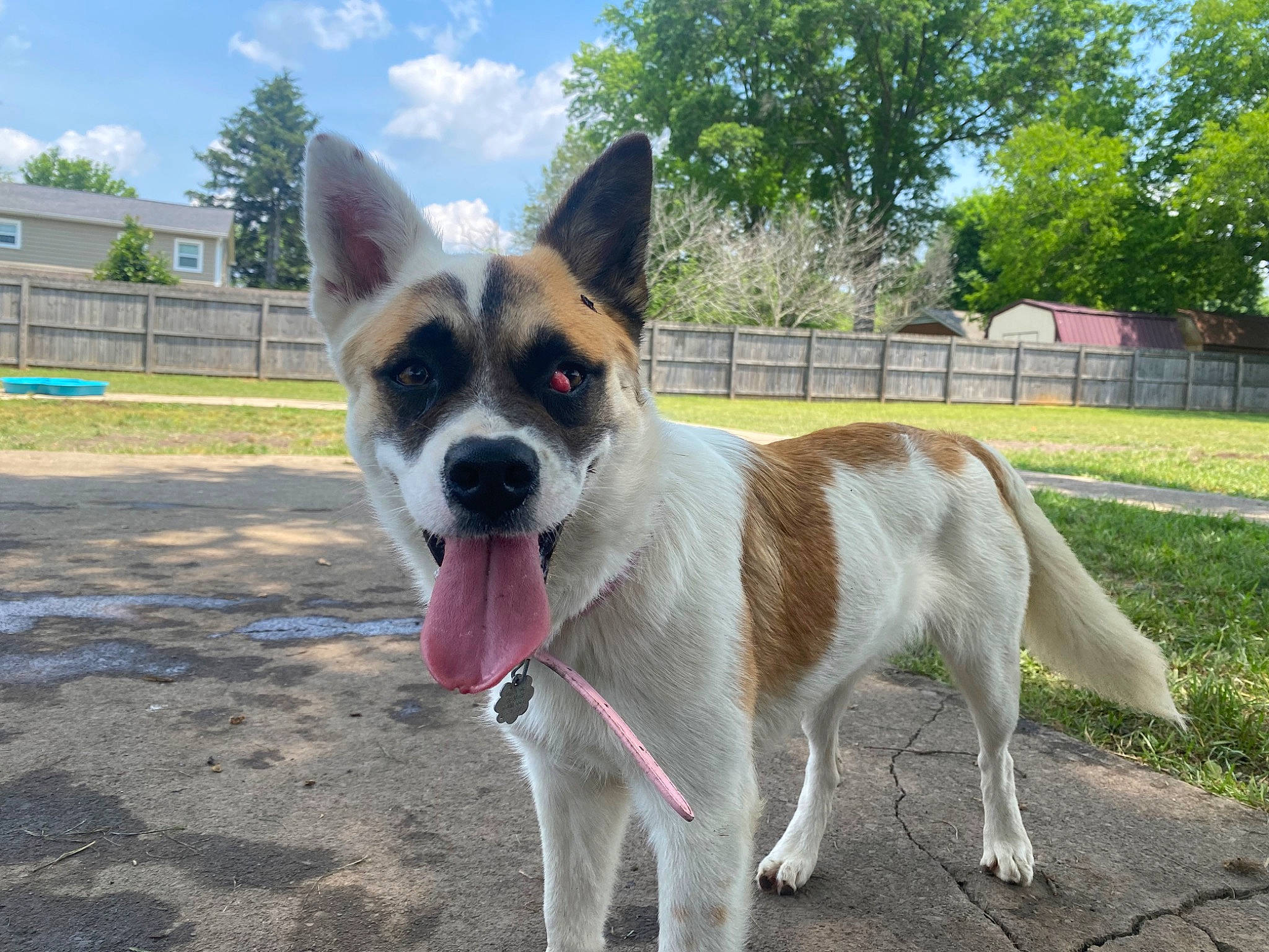 Coona joined the competition — help win amazing prizes! australian_cattle_dog, canidae, carnivore, cloud, collar, companion_dog, dog, dog_breed, dog_collar, dog_supply, door, fawn, fence, grass, plant, sky, snout, sporting_group, tail, tree