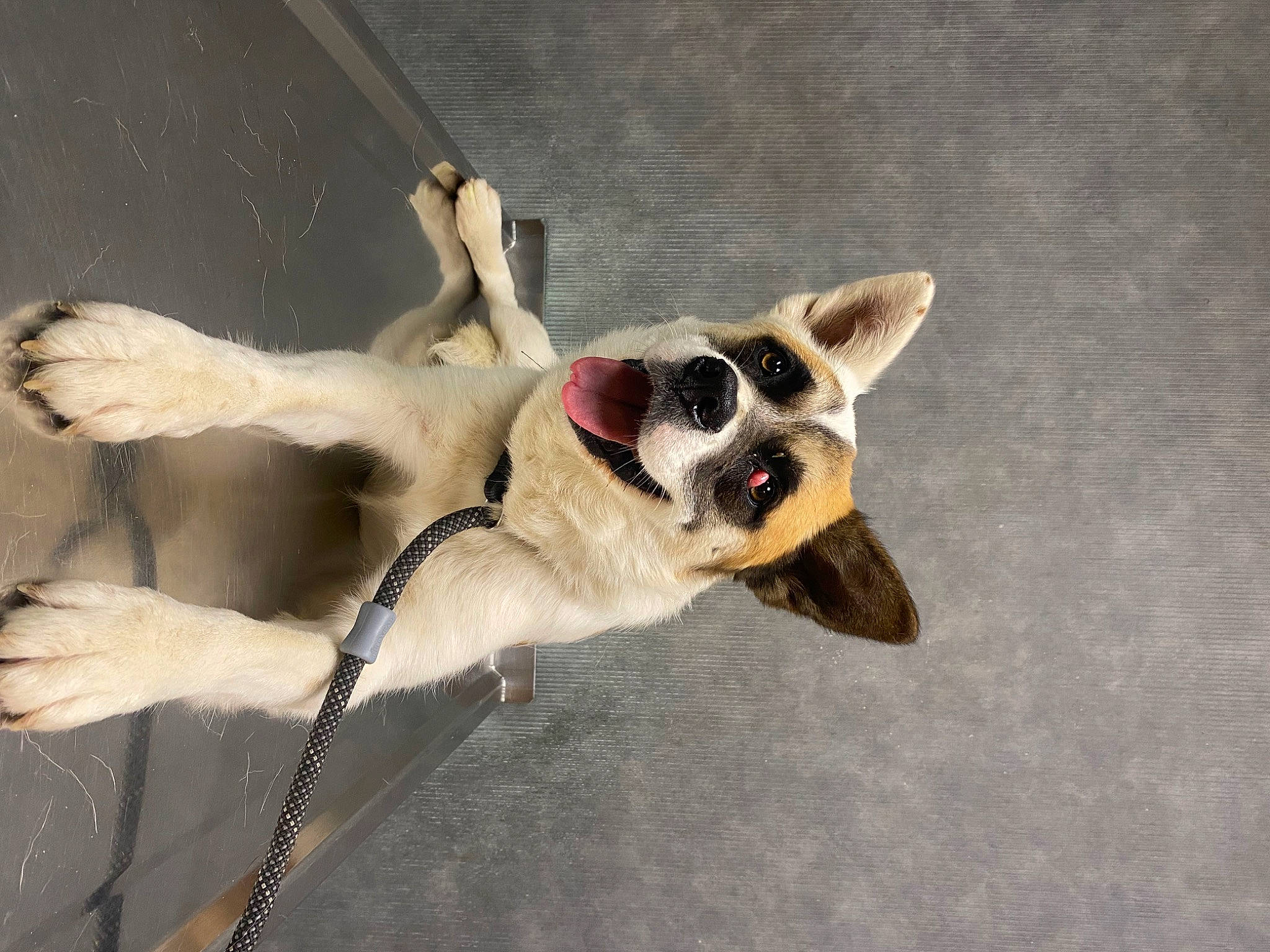 Coona joined the competition — help win amazing prizes! auto_part, canidae, carmine, carnivore, collar, companion_dog, dog, dog_breed, dog_collar, dog_supply, eyewear, fawn, paw, pet_supply, snout, sporting_group, sunglasses, tail, whiskers, working_animal