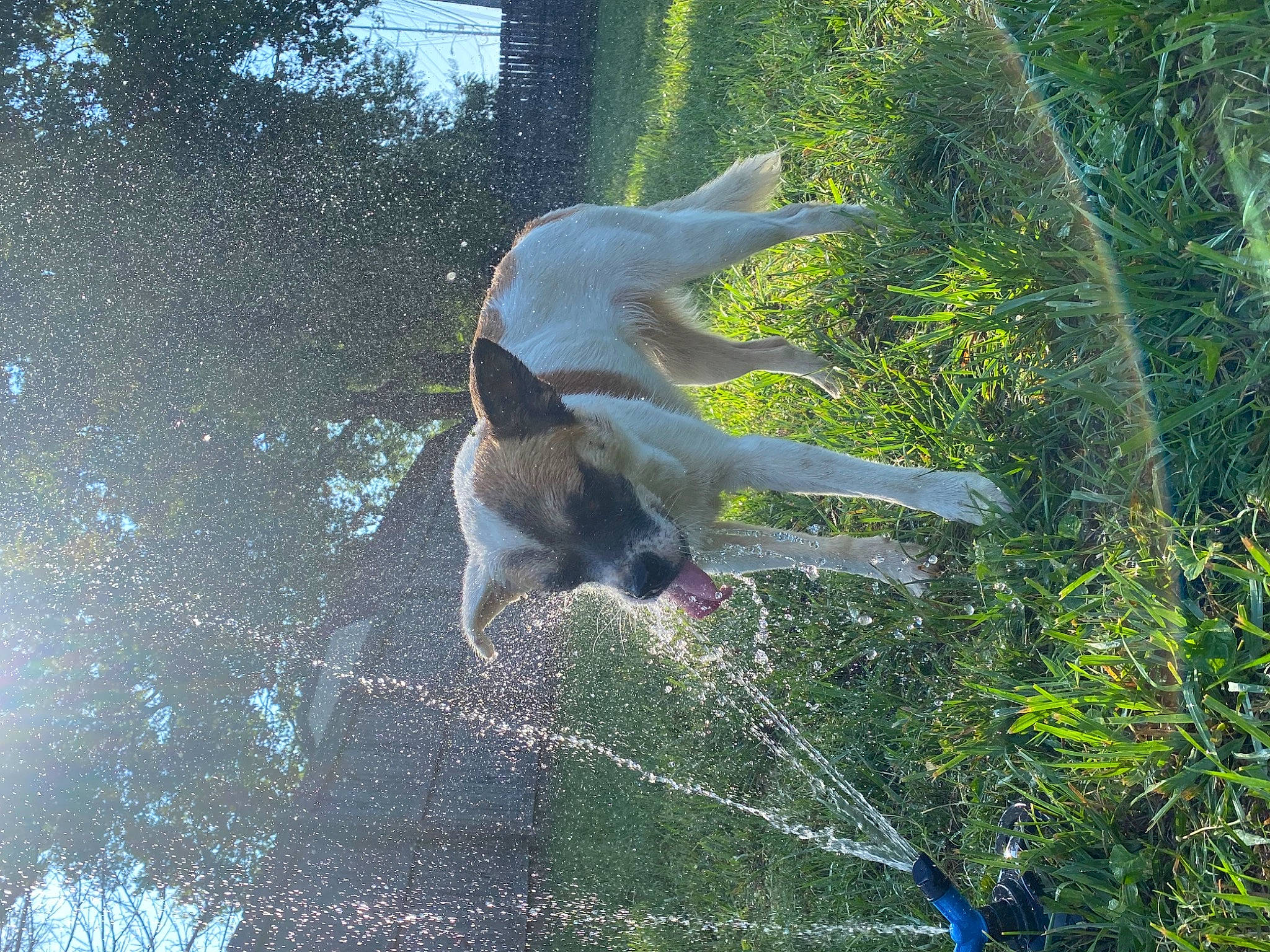 Coona is registered to the contest to win money with this photo: beak, carnivore, dog, dog_breed, grass, jungle, leaf, organism, plant, reflection, sporting_group, tail, terrestrial_animal, terrestrial_plant, tree, twig, water, water_bird, wildlife, wing