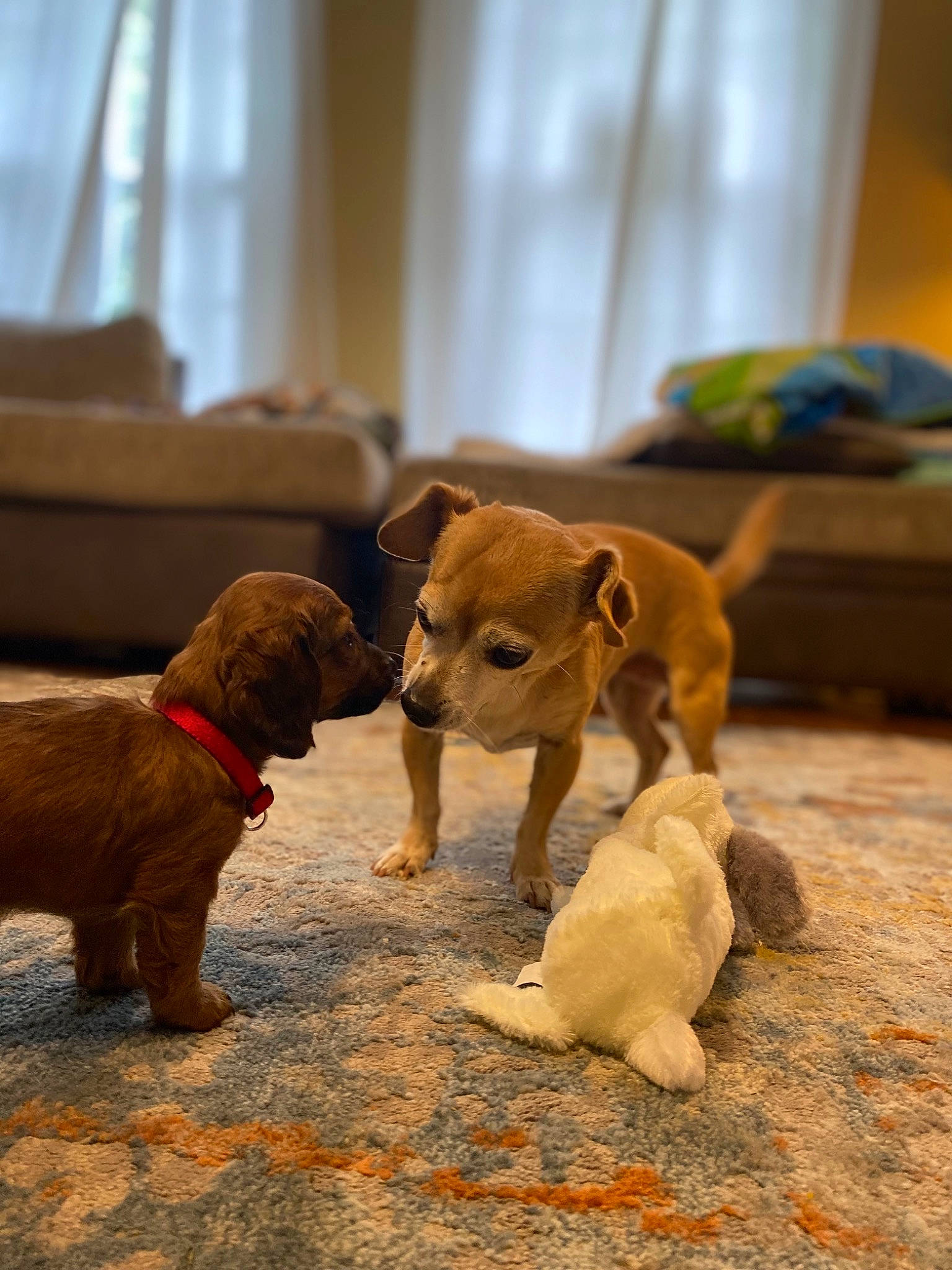 Chawinnie is registered to the contest to win money with this photo: canidae, carnivore, companion_dog, dog, dog_breed, fawn, houseplant, liver, non_sporting_group, paw, pet_supply, puppy, snout, sporting_group, tail, terrestrial_animal, toy, water_dog, wood, working_animal