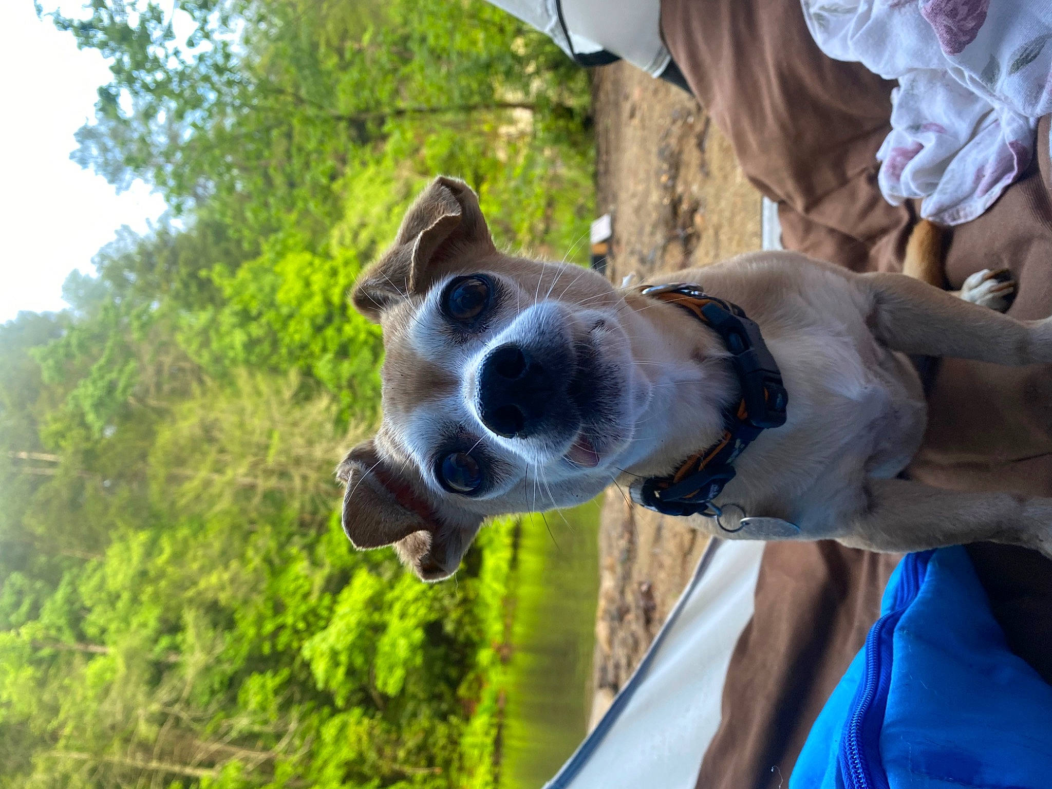 Chawinnie is registered to the contest to win money with this photo: canidae, dog_breed, eyewear, fawn, gesture, grass, hand, landscape, leisure, livestock, pack_animal, recreation, snout, sporting_group, sunglasses, tree, wildlife, wood, working_animal, wrinkle