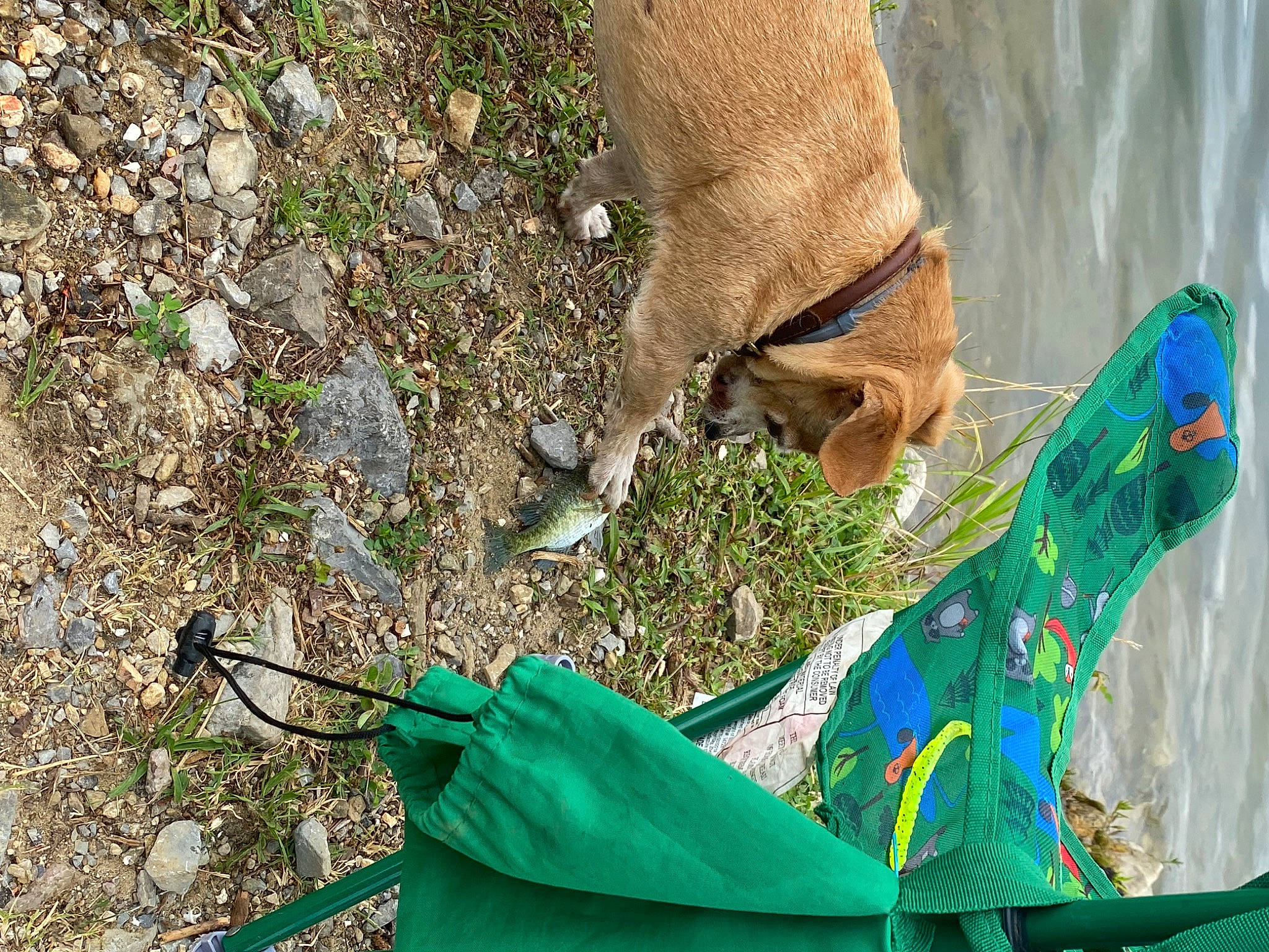 Chawinnie is registered to the contest to win money with this photo: art, canidae, collar, creative_arts, electric_blue, fashion_accessory, fawn, feather, foot, grass, human_leg, leash, natural_material, organism, slope, soil, sporting_group, tail, water, working_animal