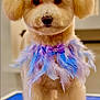 Baby joined the competition — help win amazing prizes! dog, fluffy, groomed, feathers, purple, collar, pet, cute, indoor, portrait, animal, small_dog, furry, adorable, standing, closeup, decorative, fashion, bow, well_groomed