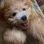 Baby is registered to the contest to win money with this photo: dog, blur, motion, playful, fur, happy, pet, animal, face, mouth, paw, indoor, blanket, cute, energetic, furry, canine, smile, closeup, movement