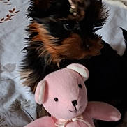 Acacia a rejoint le concours — aidez-le/la à gagner de superbes lots ! animal, bed, black, blanket, brown, comfort, cute, dog, ears, face, fur, indoor, pet, pink, puppy, small, soft, stuffed_toy, teddy_bear, toy