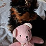 animal, bed, black, blanket, brown, comfort, cute, dog, ears, face, fur, indoor, pet, pink, puppy, small, soft, stuffed_toy, teddy_bear, toy