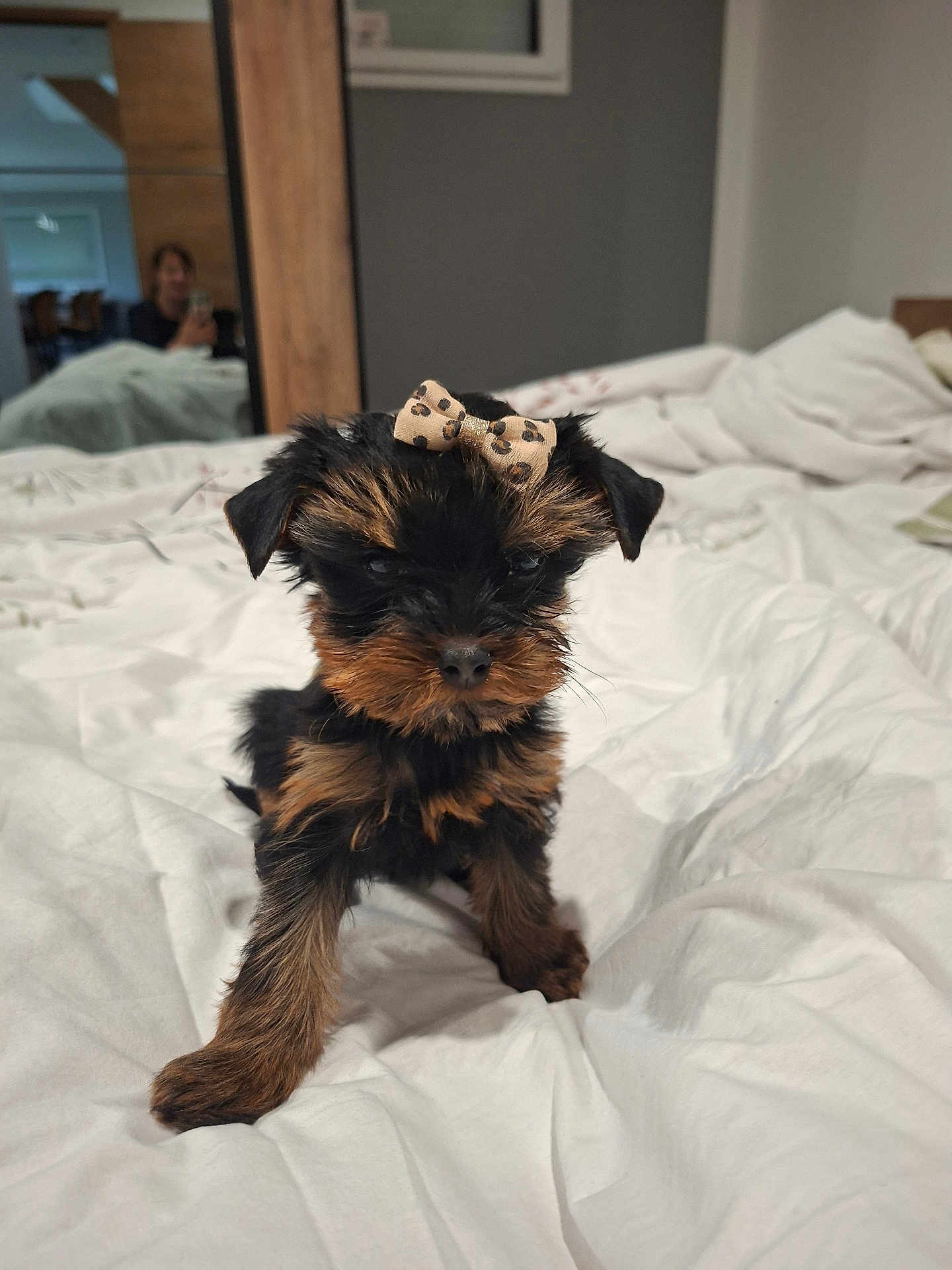 Acacia participe au concours pour gagner de l'argent avec cette photo : animal, bed, black, blanket, bow, brown, cute, dog, fur, home, indoor, leopard_print, mirror, person, pet, portrait, puppy, reflection, small_dog, white_bedspread