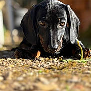 Django participe au concours pour gagner de l'argent avec cette photo : dog, puppy, dachshund, black_dog, close_up, portrait, paw, gravel, ground, sunlight, outdoors, bokeh, shallow_depth_of_field, nose, ears, eyes, pet, animal, lying_down, front_view