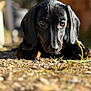 dog, puppy, dachshund, black_dog, close_up, portrait, paw, gravel, ground, sunlight, outdoors, bokeh, shallow_depth_of_field, nose, ears, eyes, pet, animal, lying_down, front_view