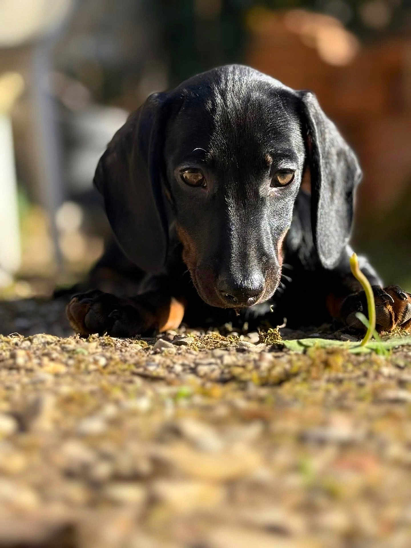 Django participe au concours pour gagner de l'argent avec cette photo : dog, puppy, dachshund, black_dog, close_up, portrait, paw, gravel, ground, sunlight, outdoors, bokeh, shallow_depth_of_field, nose, ears, eyes, pet, animal, lying_down, front_view