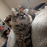 Mufasa joined the competition — help win amazing prizes! cat, tabby, fluffy, pet, indoor, furniture, couch, collar, bell, curious, wide_eyes, whiskers, fur, close_up, relaxing, cozy, home, blurred_background, animal, cute