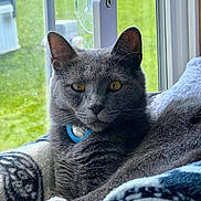 Grayson joined the competition — help win amazing prizes! animal, blanket, cat, closeup, collar, comfort, cozy, curious, domestic_cat, feline, fur, grey_cat, home, indoor, pet, relaxed, resting, soft_light, window, yellow_eyes