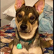 Bubbles is registered to the contest to win money with this photo: dog, pet, bedroom, quilt, pillow, blanket, animal, canine, portrait, fur, ears, collar, tag, indoor, resting, looking, cute, alert, home, comfort