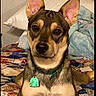 dog, pet, bedroom, quilt, pillow, blanket, animal, canine, portrait, fur, ears, collar, tag, indoor, resting, looking, cute, alert, home, comfort