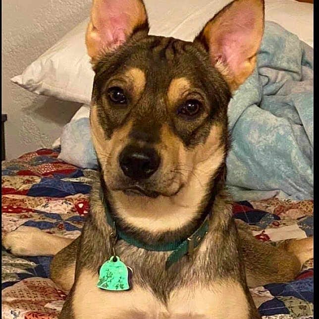 Bubbles is registered to the contest to win money with this photo: dog, pet, bedroom, quilt, pillow, blanket, animal, canine, portrait, fur, ears, collar, tag, indoor, resting, looking, cute, alert, home, comfort