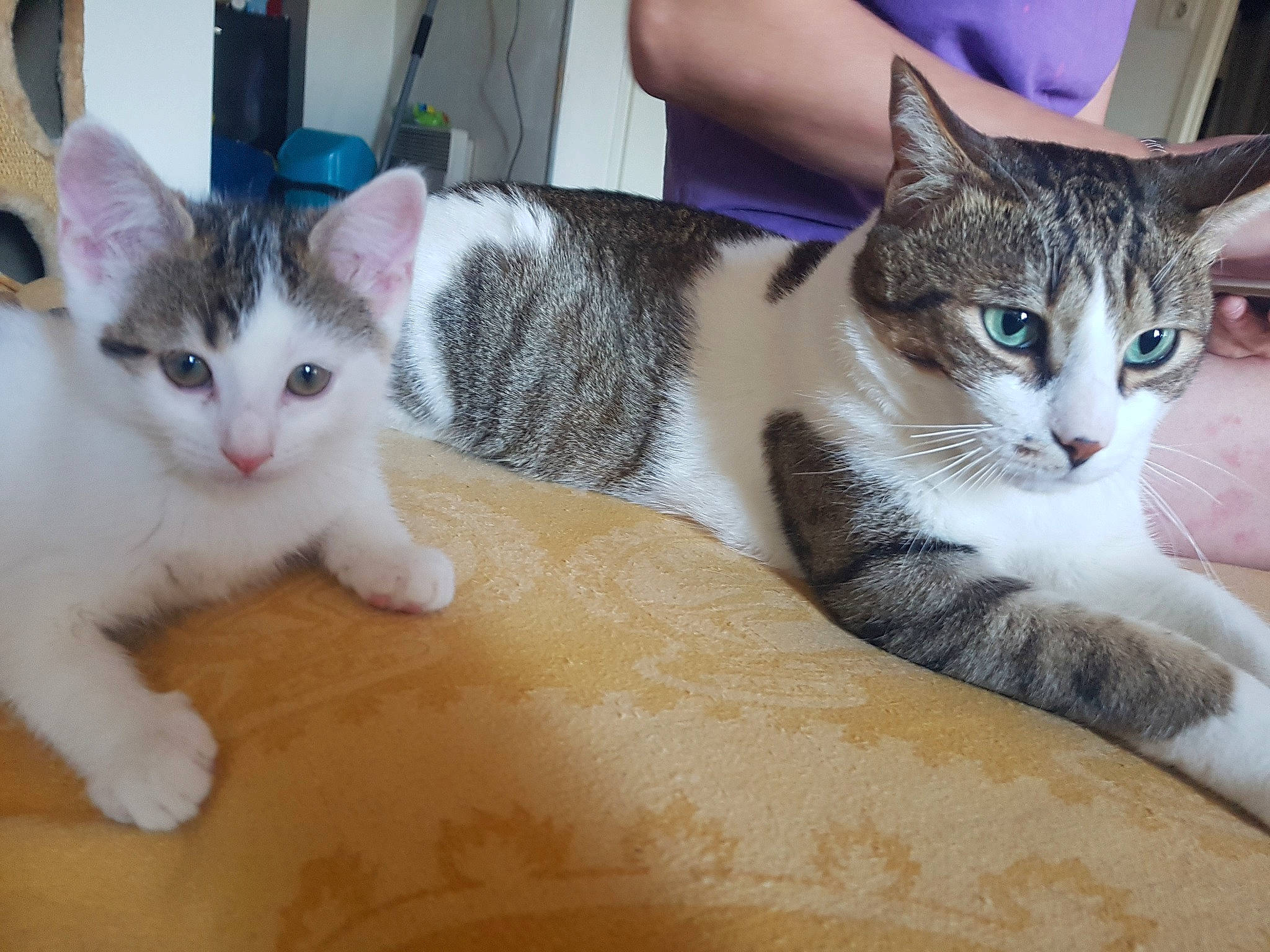 Chipie participe au concours pour gagner de l'argent avec cette photo : carnivore, cat, chair, claw, comfort, couch, domestic_short_haired_cat, felidae, fur, paw, sitting, small_to_medium_sized_cats, snout, tail, whiskers