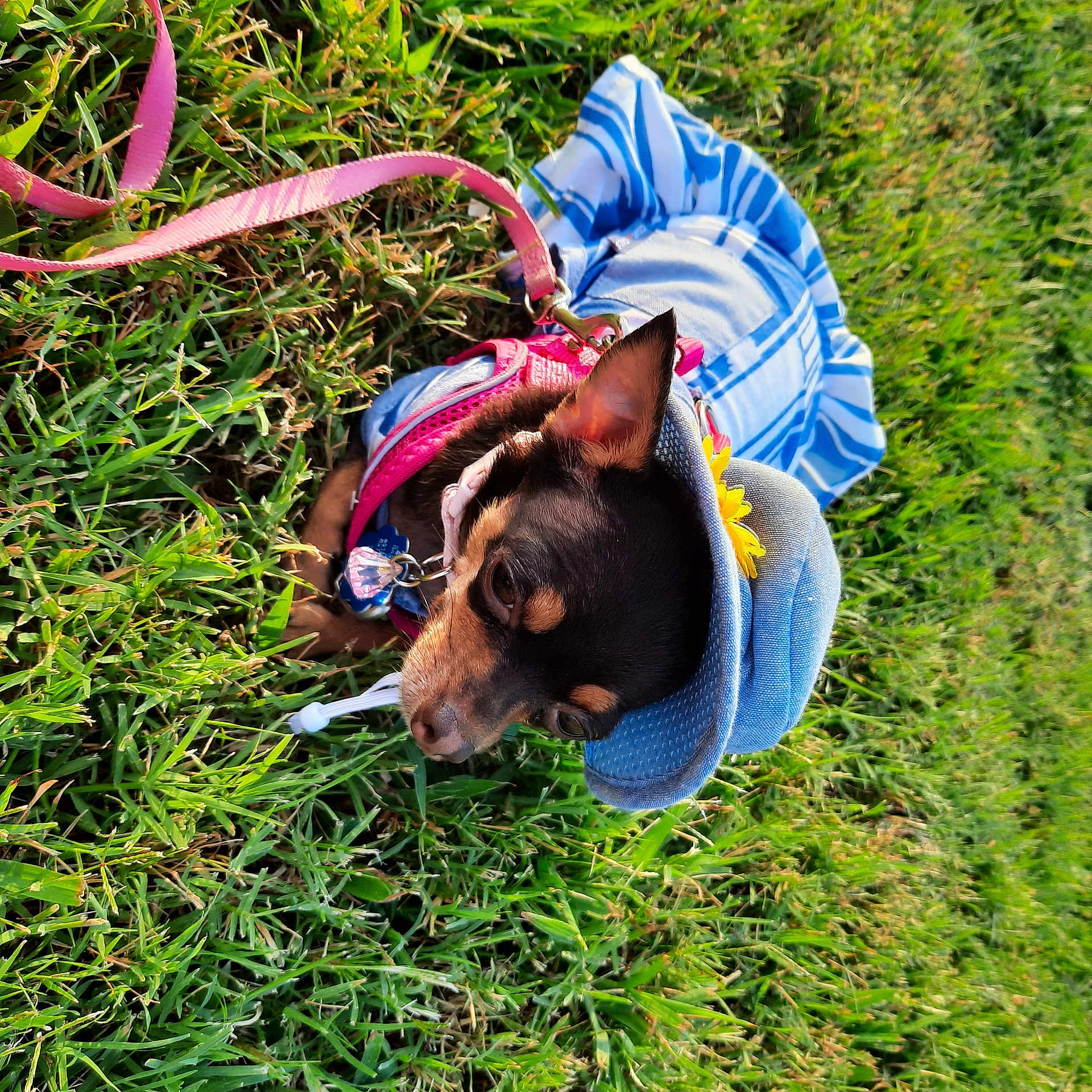 Bella