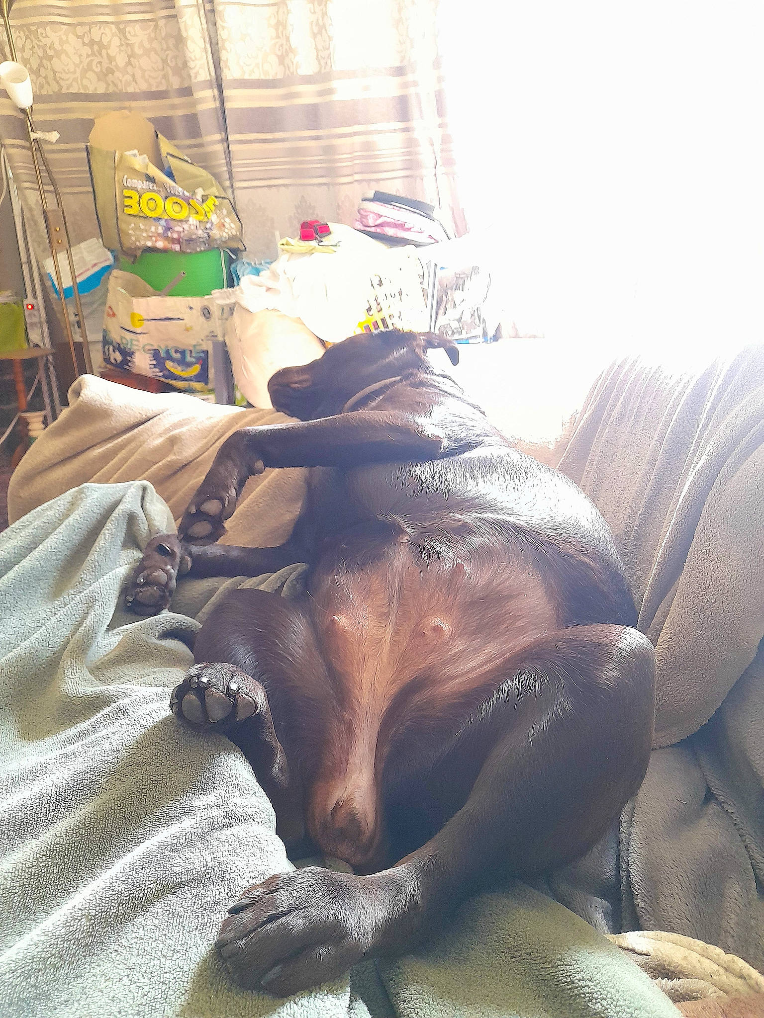 Kenza a rejoint le concours — aidez-le/la à gagner de superbes lots ! bedding, carnivore, comfort, companion_dog, dog, dog_breed, fawn, felidae, flooring, fur, linens, liver, small_to_medium_sized_cats, snout, sporting_group, textile, tints_and_shades, whiskers, wood, working_animal