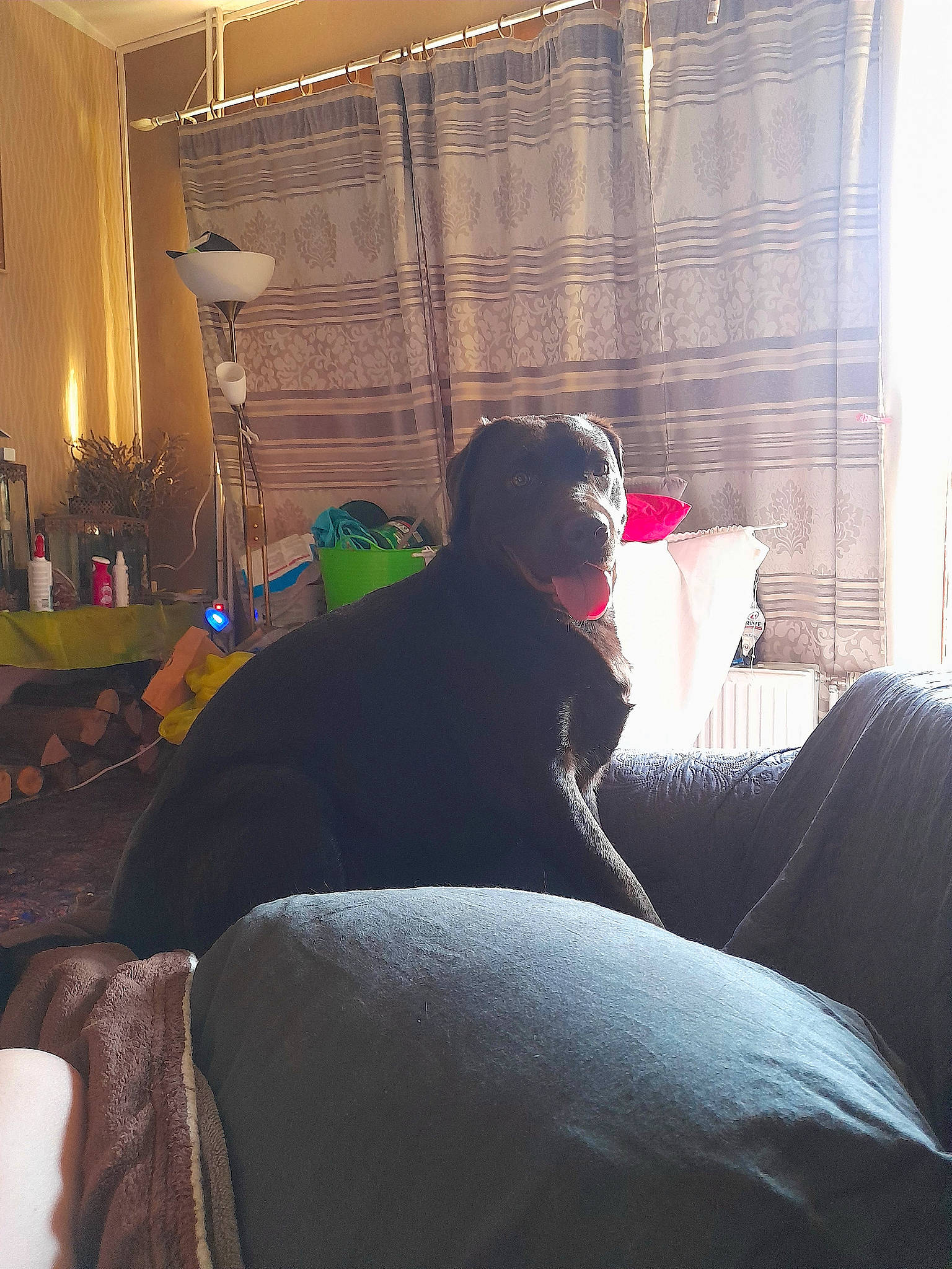 Kenza participe au concours pour gagner de l'argent avec cette photo : building, carnivore, comfort, companion_dog, couch, dog, dog_breed, fawn, floor, flooring, furniture, grey, living_room, snout, sporting_group, studio_couch, tail, tints_and_shades, window, window_treatment