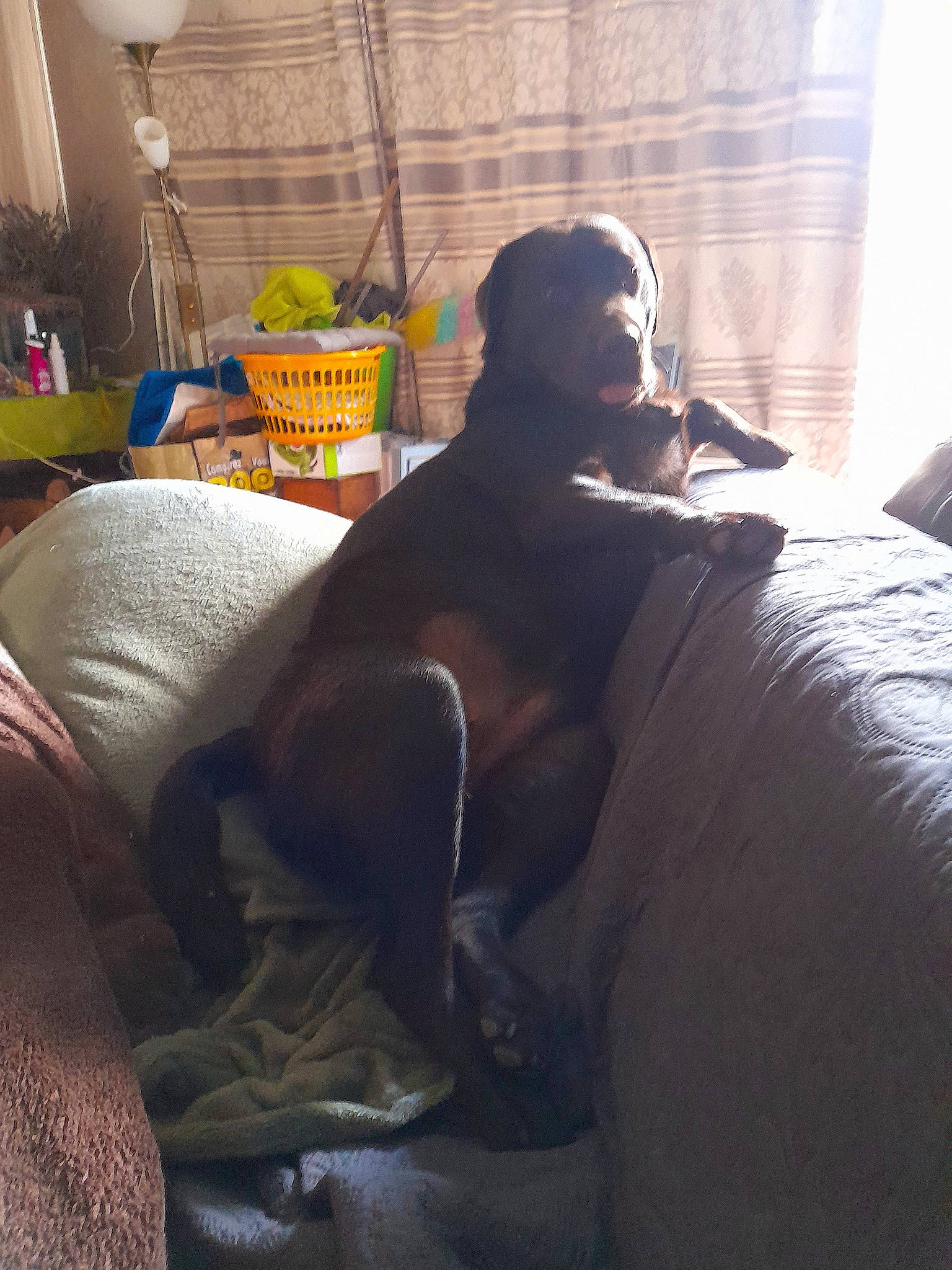 Kenza participe au concours pour gagner de l'argent avec cette photo : balloon, carnivore, chair, comfort, companion_dog, couch, dog, dog_breed, fawn, flooring, fun, fur, human_leg, linens, living_room, mammal, selfie, sitting, whiskers, working_animal