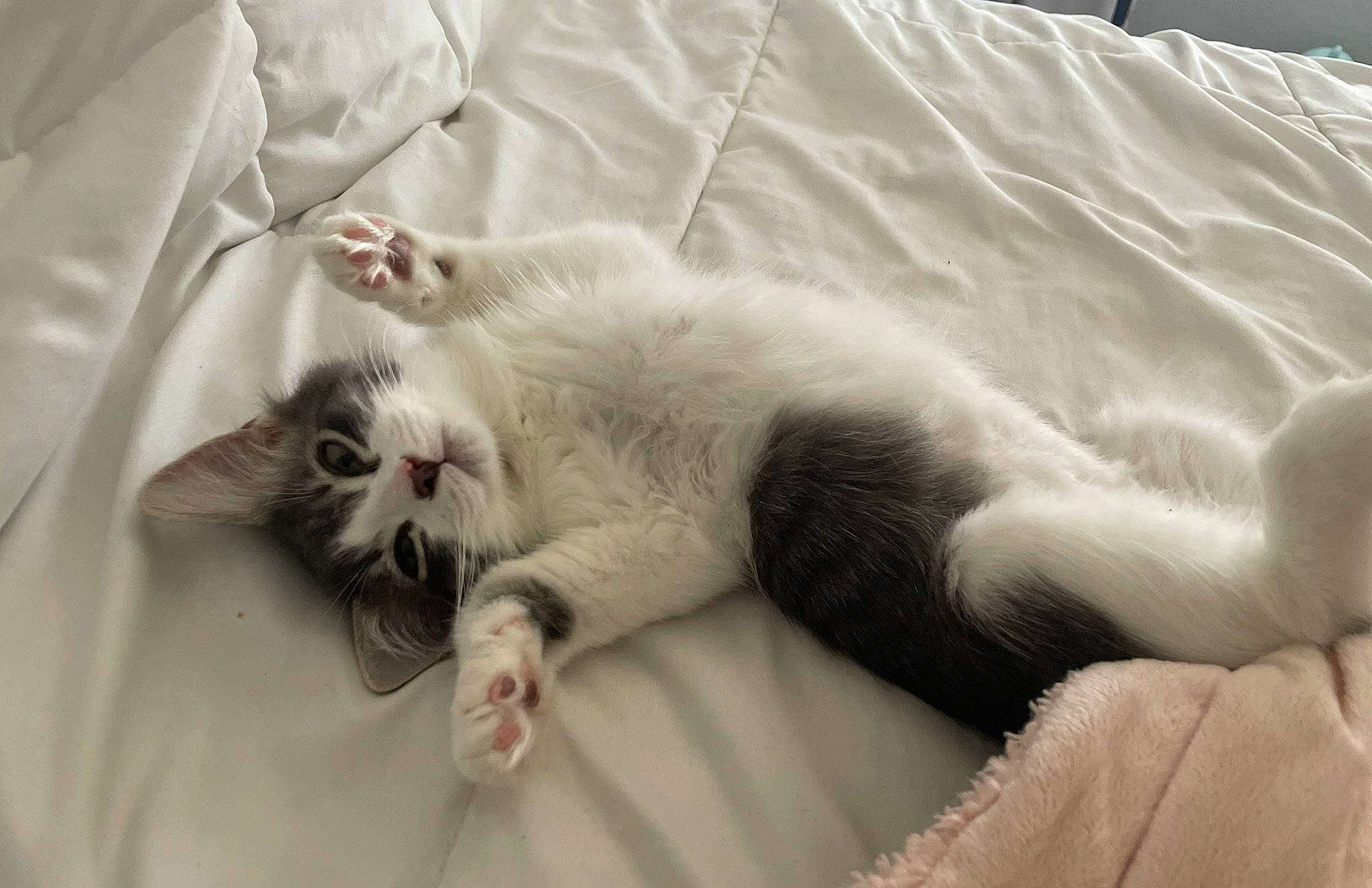 Lola joined the competition — help win amazing prizes! bedding, carnivore, cat, claw, comfort, domestic_short_haired_cat, fang, felidae, foot, fur, grey, linens, nap, paw, sleep, small_to_medium_sized_cats, snout, tail, textile, whiskers
