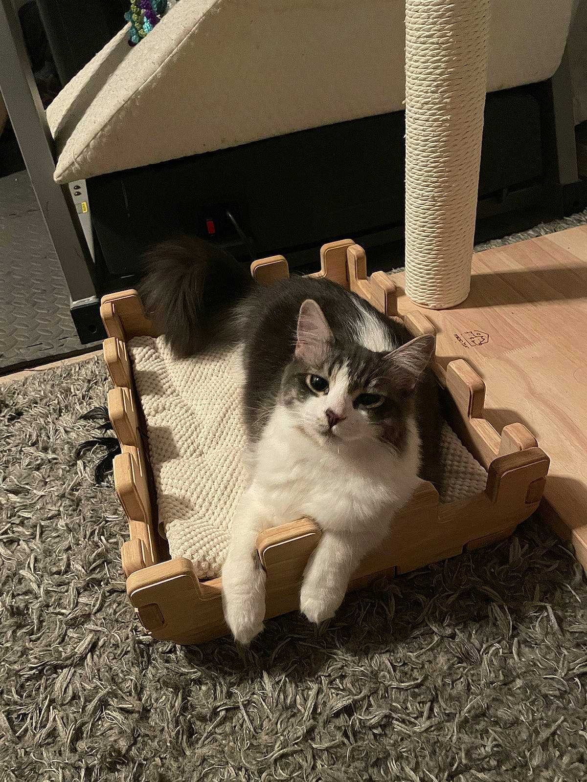 Lola is registered to the contest to win money with this photo: automotive_tire, box, cardboard, carnivore, cat, chair, domestic_short_haired_cat, felidae, flooring, fur, grass, hardwood, house, paw, sitting, small_to_medium_sized_cats, soil, tail, whiskers, wood