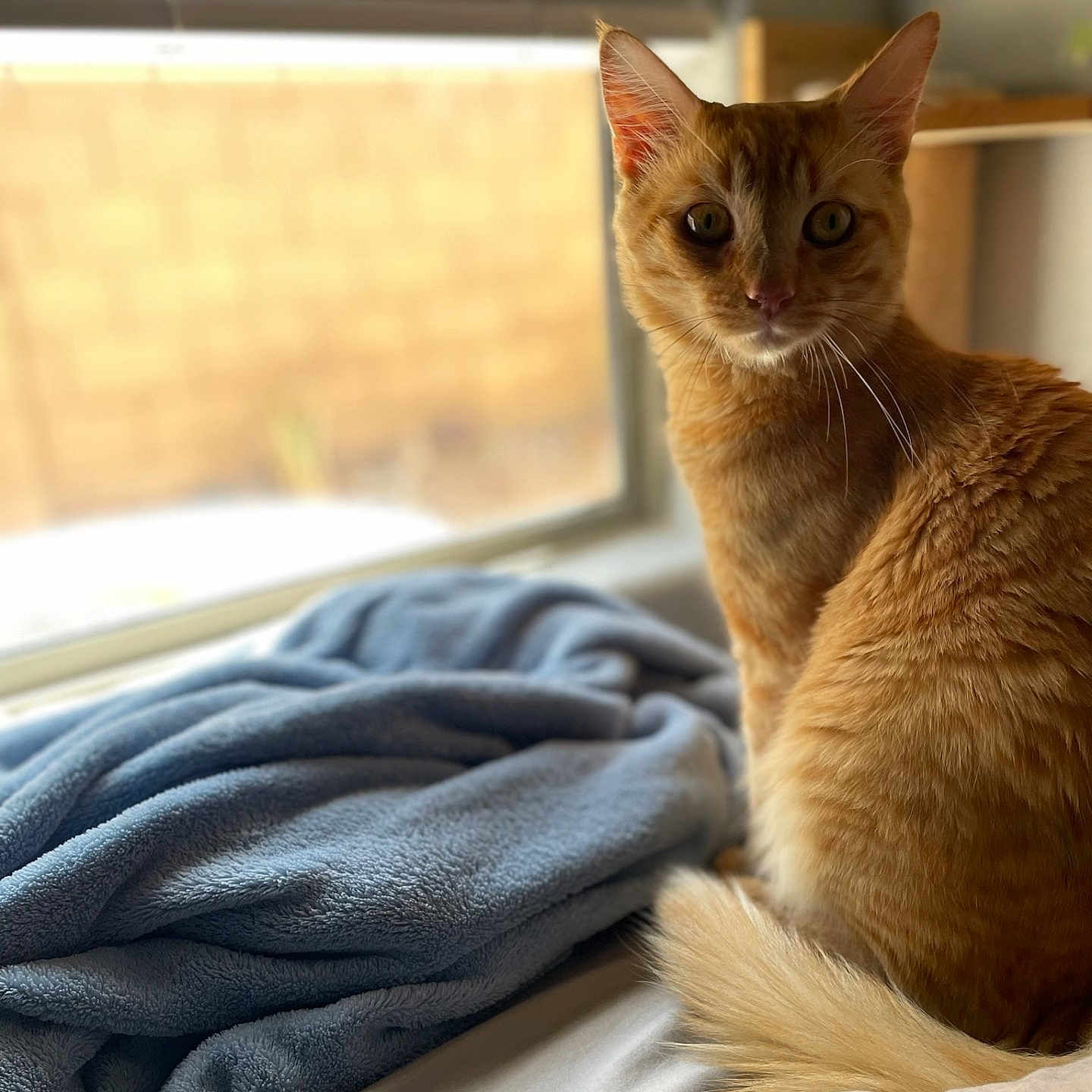 Nico