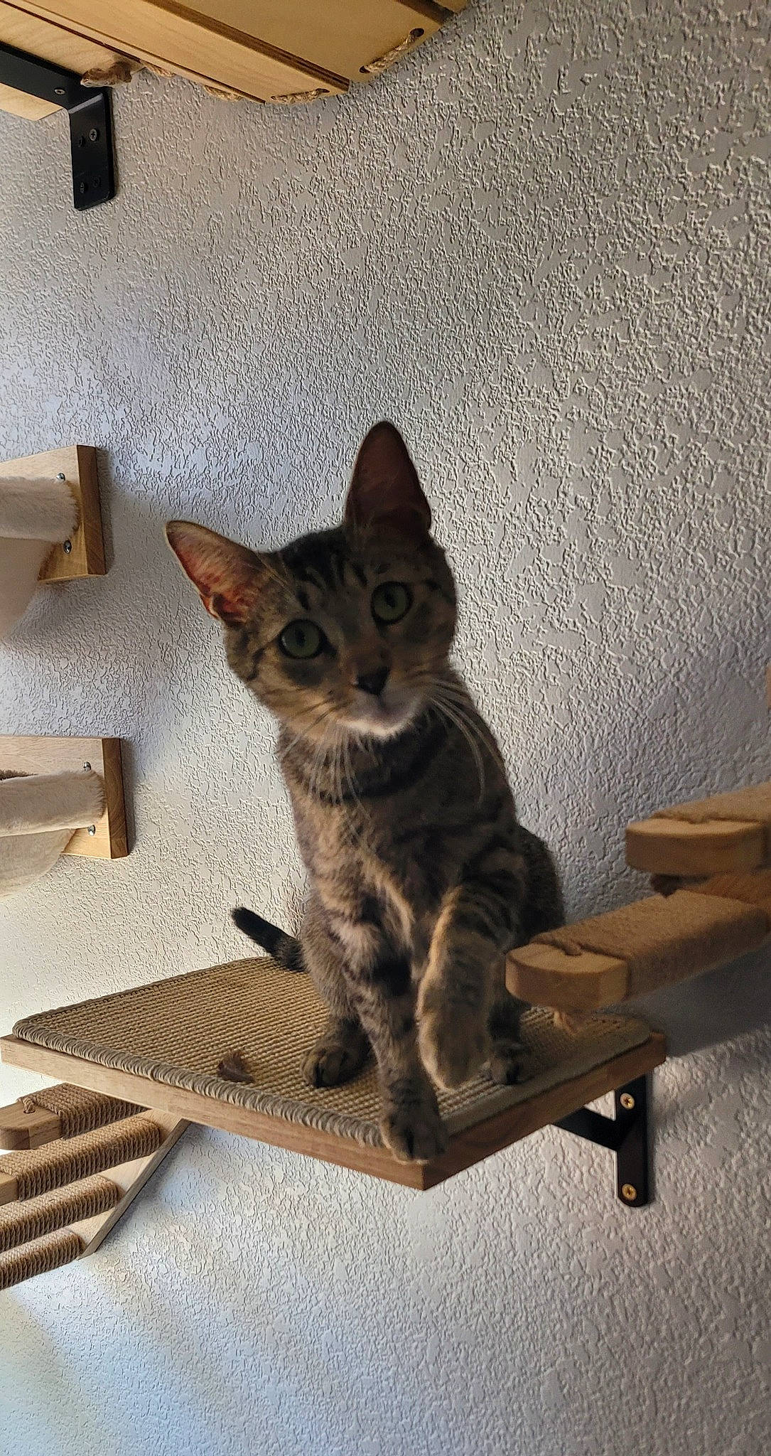 Loca is registered to the contest to win money with this photo: carnivore, cat, cat_supply, comfort, domestic_short_haired_cat, felidae, fur, grey, metal, paw, sitting, small_to_medium_sized_cats, snout, tail, terrestrial_animal, whiskers, wood