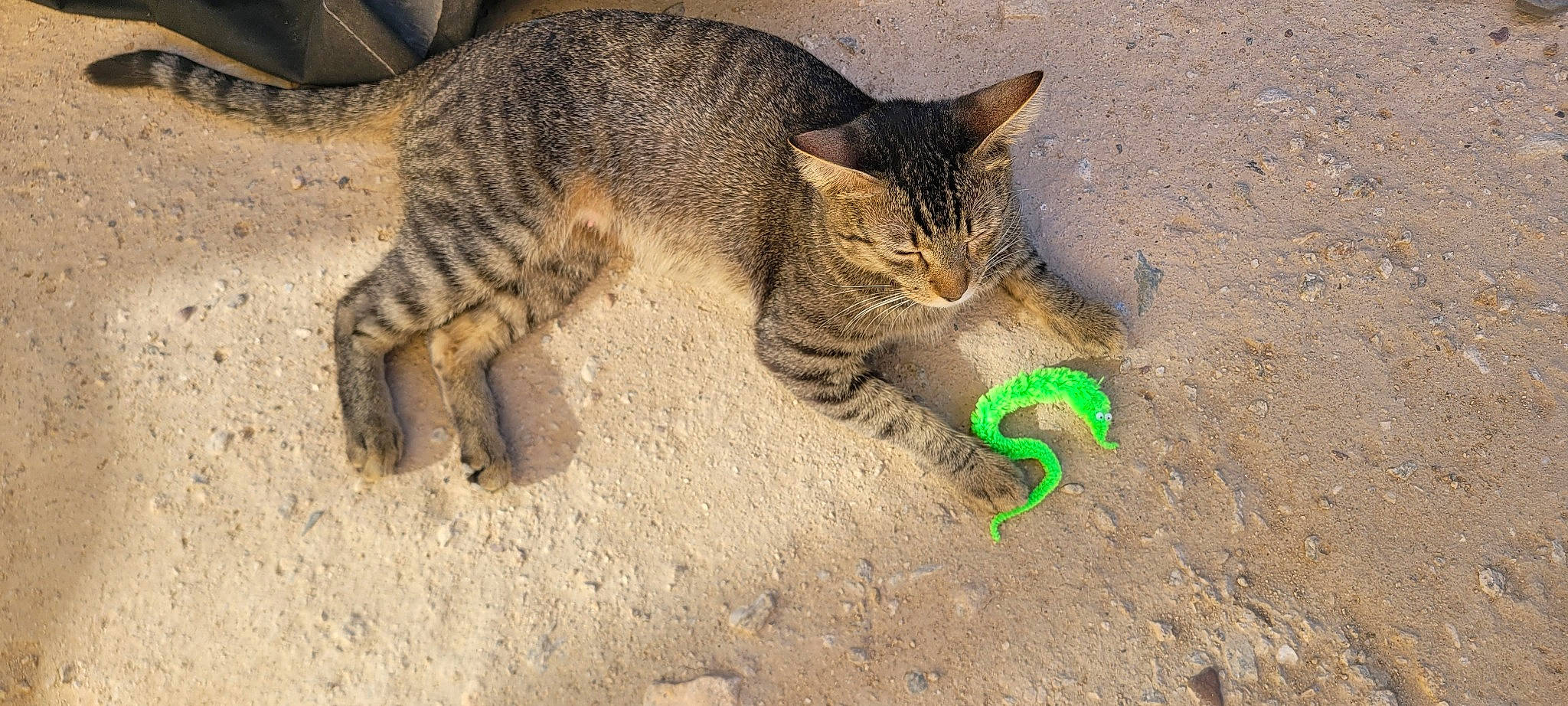 Loca joined the competition — help win amazing prizes! carnivore, cat, cat_toy, claw, domestic_short_haired_cat, felidae, foot, fur, grass, organism, paw, small_to_medium_sized_cats, snout, soil, tail, terrestrial_animal, whiskers, wildlife