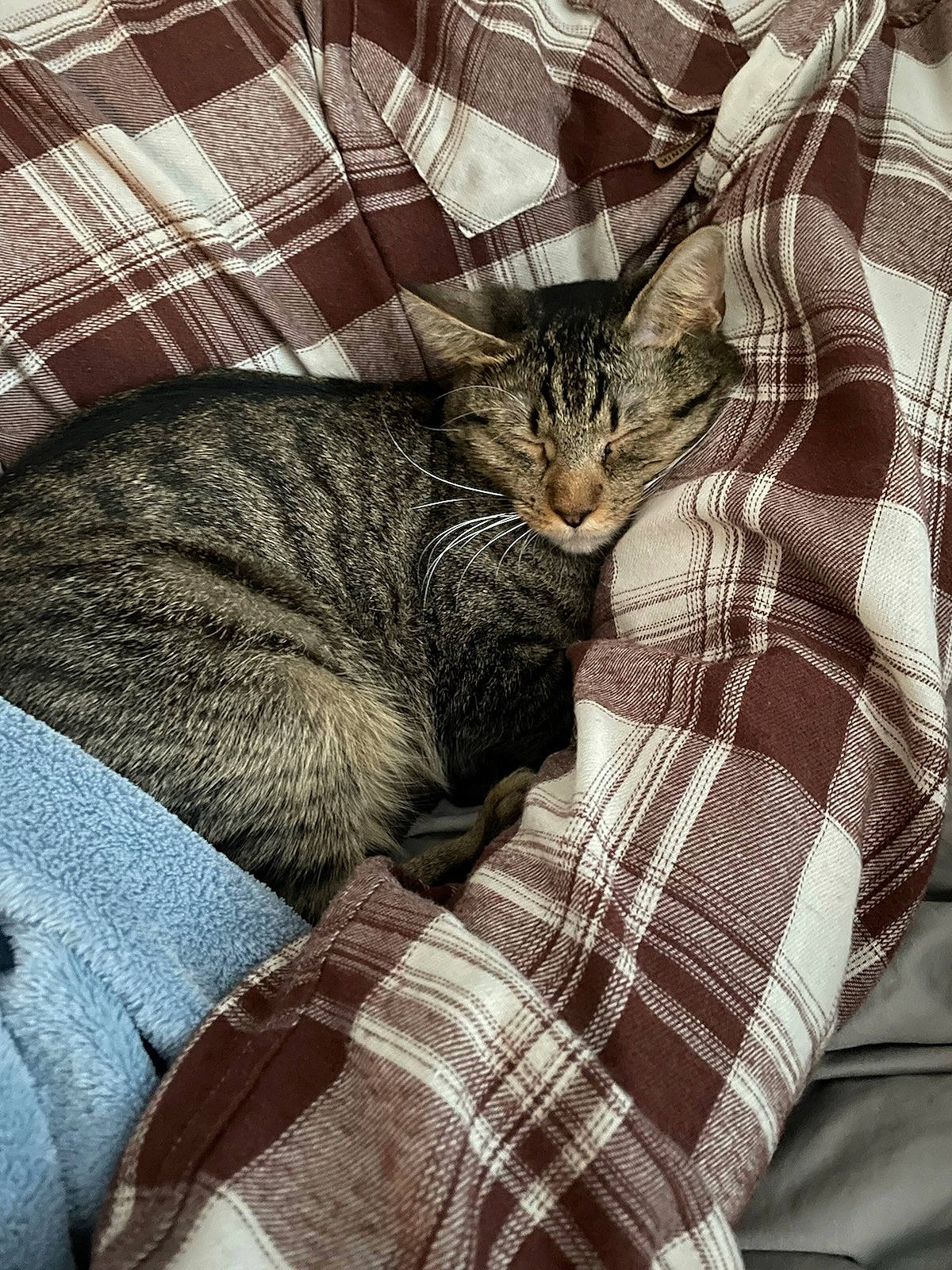 Loca is registered to the contest to win money with this photo: bed, bedding, carnivore, cat, comfort, domestic_short_haired_cat, felidae, fur, grey, linens, nap, pattern, plaid, sitting, small_to_medium_sized_cats, snout, tail, tartan, textile, whiskers