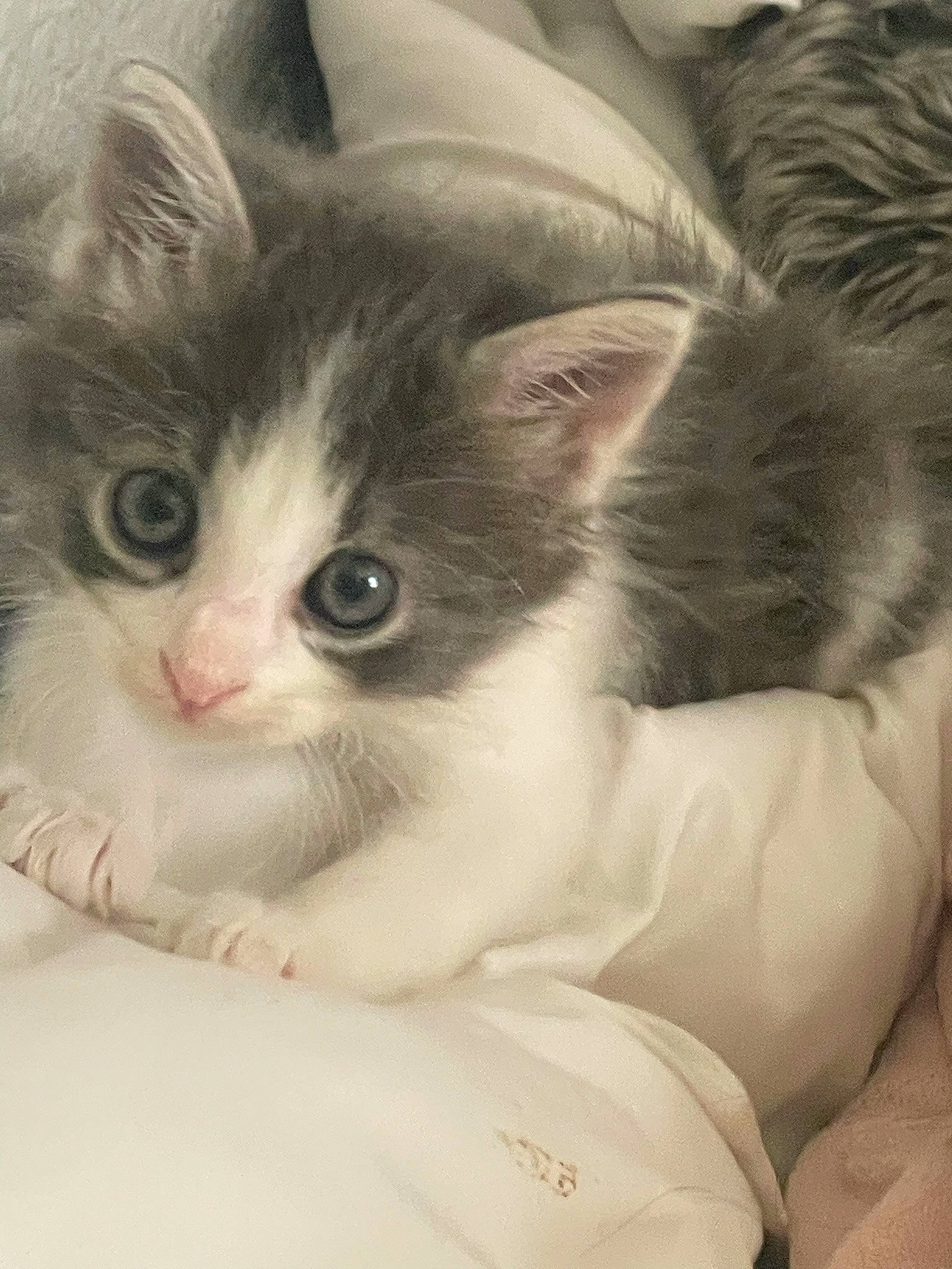 Nalo is registered to the contest to win money with this photo: art, carnivore, cat, claw, comfort, domestic_short_haired_cat, fawn, felidae, fur, iris, paw, photo_caption, small_to_medium_sized_cats, snout, tail, whiskers, window