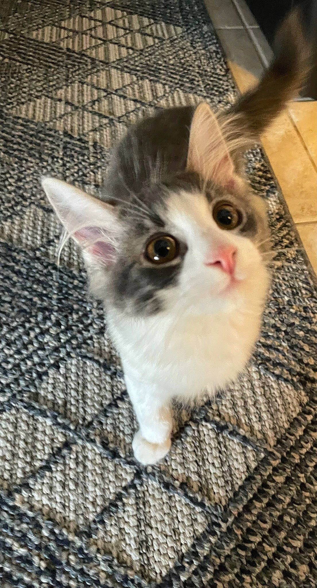 Nalo is registered to the contest to win money with this photo: animal_shelter, carnivore, cat, domestic_short_haired_cat, fawn, felidae, flooring, fur, mesh, paw, small_to_medium_sized_cats, snout, tail, whiskers