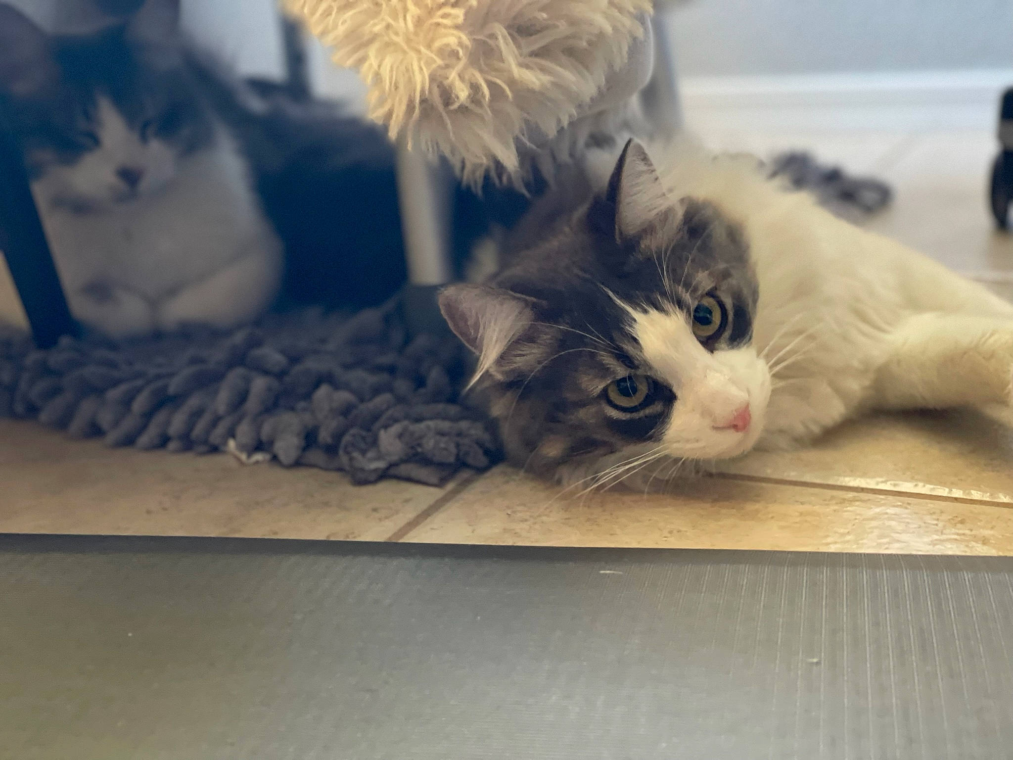 Nalo is registered to the contest to win money with this photo: carnivore, cat, claw, cloud, comfort, domestic_short_haired_cat, felidae, flooring, fur, grey, hardwood, mammal, paw, small_to_medium_sized_cats, snout, tail, vertebrate, whiskers, window, wood