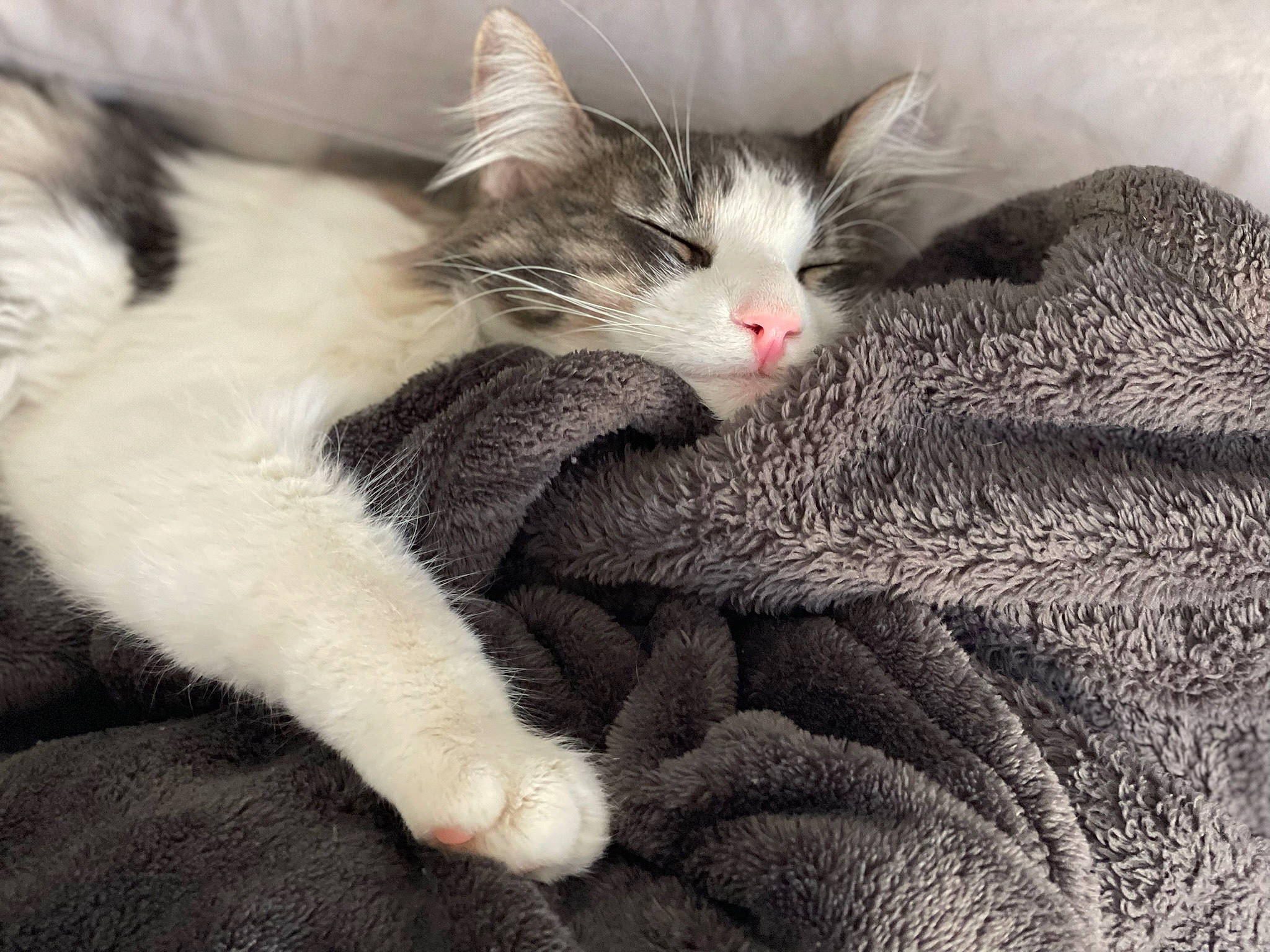 Nalo joined the competition — help win amazing prizes! carnivore, cat, cat_bed, claw, comfort, domestic_short_haired_cat, felidae, fur, grey, nap, paw, sleep, small_to_medium_sized_cats, snout, tail, whiskers, woolen