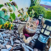 Maya participe au concours pour gagner de l'argent avec cette photo : animal, brick_wall, cat, curious, daylight, feline, flower, garden, greenery, harness, leaves, nature, outdoor, pet, plants, resting, sky, solar_light, tabby_cat, wood_chips