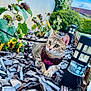 animal, brick_wall, cat, curious, daylight, feline, flower, garden, greenery, harness, leaves, nature, outdoor, pet, plants, resting, sky, solar_light, tabby_cat, wood_chips