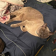 Atticus is registered to the contest to win money with this photo: cat, bed, blanket, pillow, fur, blue_eyes, feline, pet, indoor, relaxed, cozy, comfort, lying_down, domestic_animal, home, sleeping_area, curious, resting, animal, cute