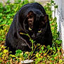 animal, black_cat, cat, close_up, curious, daylight, exploration, fur, garden, greenery, mammal, nature, outdoor, pet, plants, side_view, wall, whiskers, wildlife, yellow_eyes