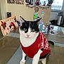 Felix a rejoint le concours — aidez-le/la à gagner de superbes lots ! cat, black_and_white_cat, red_sweater, table, glass_table, holiday_decorations, snowman_artwork, gnome_figurines, bottle, window, chair, cup, keys, indoor, pet, curious, festive, cozy, decor, animal