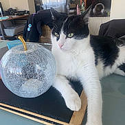 Felix participe au concours pour gagner de l'argent avec cette photo : cat, black_and_white, glass_table, decorative_apple, living_room, furniture, window, curtains, indoor, relaxed, pet, home_decor, wooden_board, cozy, table, animal, domestic, resting, glass, interior